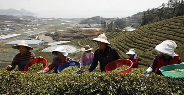 전남 보성군 주민들이 녹차를 수확하고 있다.