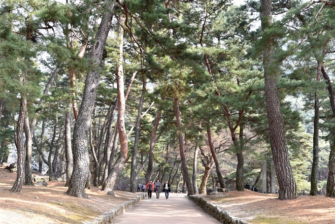 소수서원 초입의 솔숲.