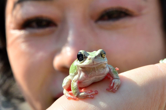 절기상 경칩을 하루 앞둔 5일 오전 겨울잠에서 깨어난 청개구리가 경북 포항시 남구 대이동에서 한 시민의 손 바닥 위에 앉아서 따뜻한 봄볕을 쬐고 있다. 뉴스1