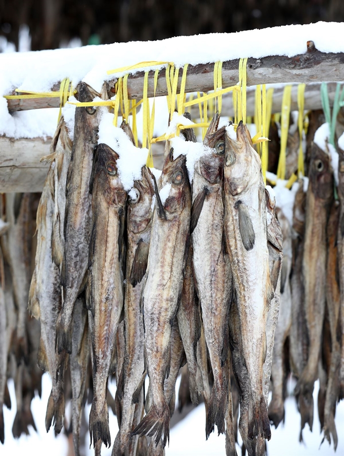 밤사이 강원산지를 중심으로 많은 눈이 내린 7일 강원 평창군 대관령면 횡계의 한 황태덕장에 눈이 소복이 덮여있다. 뉴스1