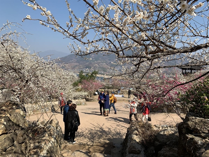 '2019 광양매화축제' 첫날인 8일 매화꽃이 만개한 전남 광양시 섬진강 매화마을을 찾은 관광객들이 꽃길을 걸으며 봄 정취를 즐기고 있다. 독자 제공=뉴스1