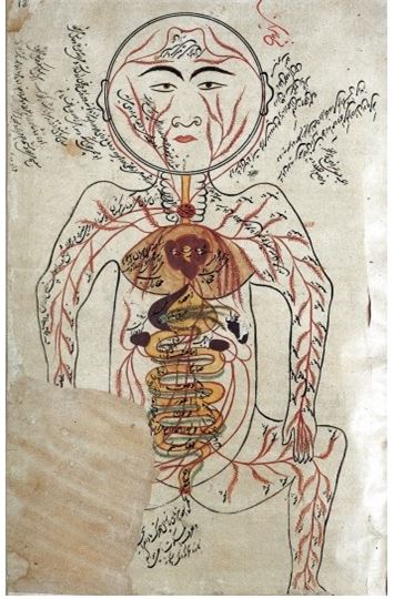 이븐 시나의 ‘의학대전’에 수록된 인체 해부도