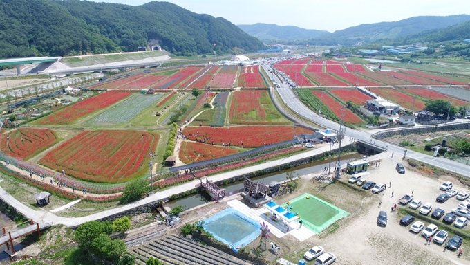 하동북천양귀비축제는 북천 레일바이크도 함께 즐길 수 있다. 경남도 제공