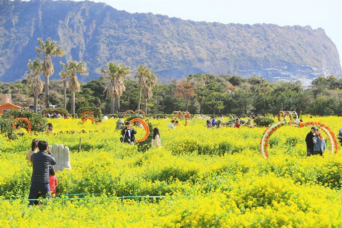 11일 오전 제주 서귀포시 성산읍 광치기 해변을 찾은 관광객들이 화사하게 핀 유채꽃 속에서 완연해진 봄기운을 만끽하고 있다. 연합뉴스