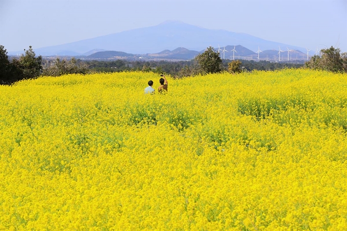 11일 오전 제주 서귀포시 성산읍 광치기 해변을 찾은 관광객들이 화사하게 핀 유채꽃 속에서 완연해진 봄기운을 만끽하고 있다. 연합뉴스