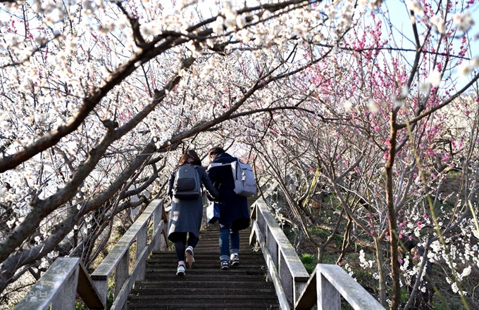 강변에서 매화마을을 거쳐 산등성이까지 산책로가 연결돼 있다.