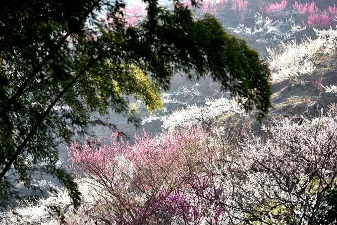 홍매화 백매화가 대숲과 어우러져 눈이 부시다.