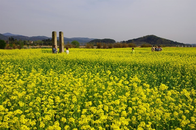 경주 황룡사지 유채꽃단지. 경북도 제공