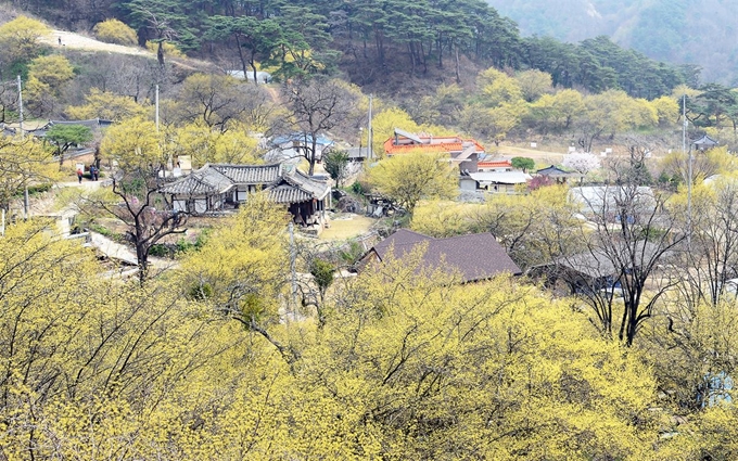 봉화 봉성면 띠띠미마을의 산수유. 경북도 제공