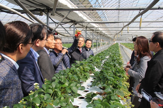 14일 대구 동구 구암동 구암팜스테이 마을 한 딸기농장에서 대구시의회 민생탐방단 및 농협 관계자들에게 농장주가 딸기를 들고 수확 전반에 대한 설명을 하고 있다. 농협대구본부 제공