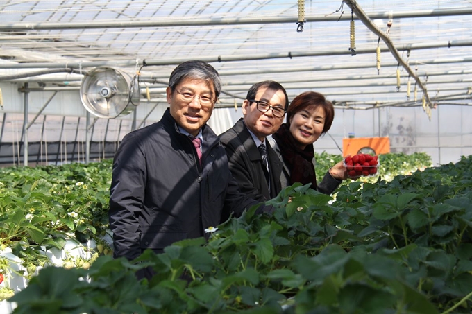 14일 대구 동구 구암동 구암팜스테이 마을 한 딸기농장에서 김도안(왼쪽부터) 농협대구 본부장 , 장상수 대구시 부의장, 김혜정 대구시의원이 직접 수확한 딸기를 들어 보이고 있다. 농협대구본부 제공