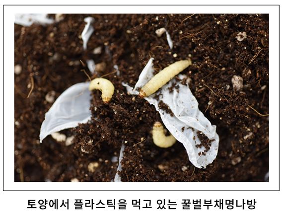 토양에서 플라스틱(폴리에틸렌)을 먹고 있는 꿀벌부채명나방. 한국생명공학연구원 제공