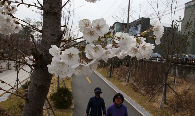 18일 경북 포항시 남구 대잠동 철길숲에서 활짝 핀 벚꽃 사이로 시민이 산책하고 있다. 연합뉴스