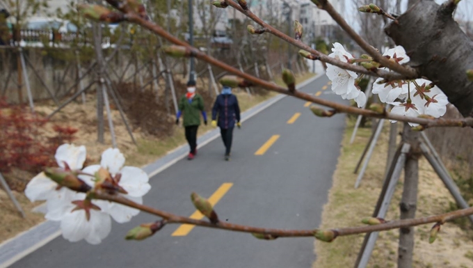 18일 경북 포항시 남구 대잠동 철길숲에서 활짝 핀 벚꽃 사이로 시민이 산책하고 있다. 연합뉴스