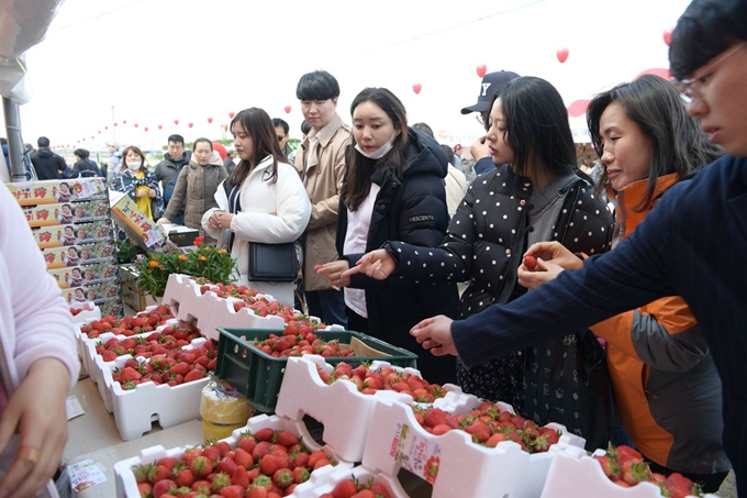 지난해 딸기 축제장을 찾아온 관광객들이 딸기를 시식하고 있다. 논산시 제공