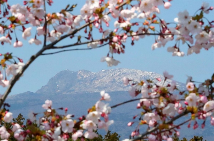 19일 제주 서귀포시 남원읍 한 도로에 핀 벚꽃 뒤로 눈 덮인 한라산이 장관을 연출하고 있다.뉴스1