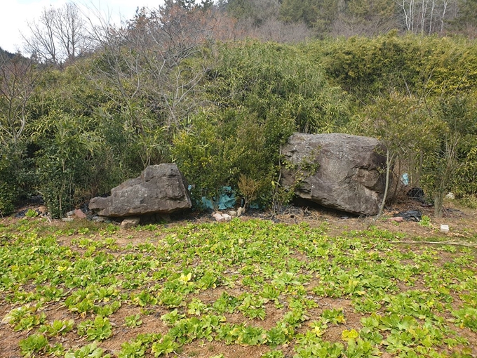 [한국일보 자료사진]목포임성지구내 문화유산인 고인돌이 방치되고 있다.