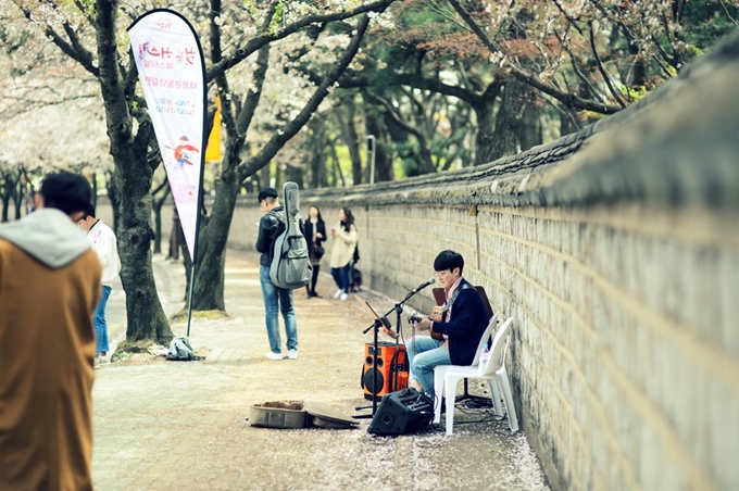 지난해 벚꽃축제 때 대릉원 돌담길 버커스 모습. 경주시 제공