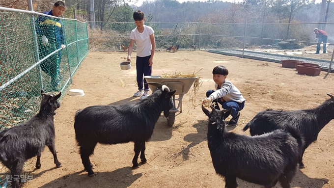 경북 안동 경안중학교 학생들이 22일 교내 동물농장에서 염소에게 먹이를 주고 있다. 류수현기자 suhyeonryu@hankookilbo.com