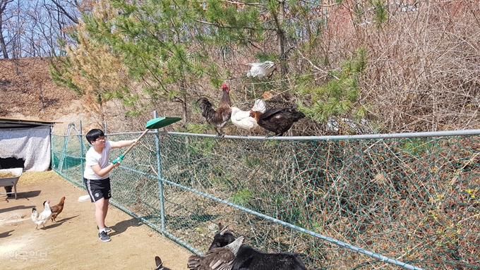 경북 안동 경안중학교 하지훈(15) 학생이 22일 교내 동물농장에서 우리를 탈출한 닭을 쫓고 있다. 류수현기자 suhyeonryu@hankookilbo.com