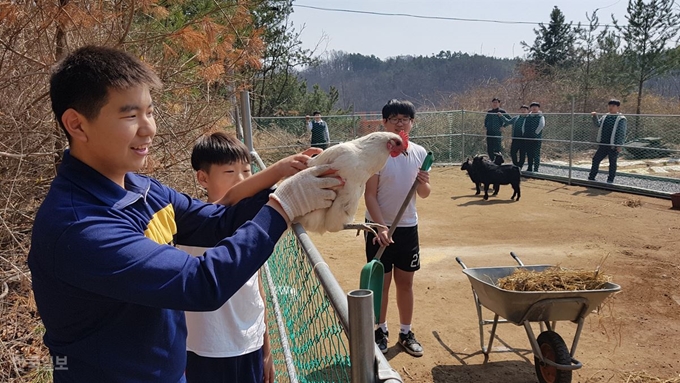 조재현(왼쪽 1번째ㆍ15ㆍ3년)군이 22일 경북 안동시 송현동 경안중 동물농장에서 우리를 탈출한 닭을 우리 안으로 넣고 있다. 류수현기자 suhyeonryu@hankookilbo.com