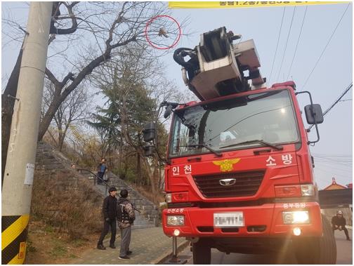 나무에 매달린 길고양이. 인천 중부소방서 제공=연합뉴스