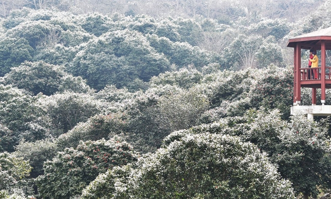 꽃보다 잎, 국내 최대 천관산동백숲. 햇살이 비치면 3만그루가 뿜는 초록 기운이 장관이다. 장흥=최흥수기자