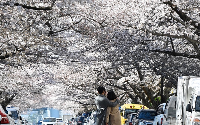 24일 부산의 대표 벚꽃 군락지인 수영구 남천동 거리에서 나들이객들이 벚꽃을 배경으로 사진을 찍고 있다. 올 들어 따뜻한 날씨 탓에 남천동 벚꽃은 20일 개화했으며 이는 지난해보다 6일, 2011년 관측 시작 이후 최근 8년 평균보다 5일 빠르다. 부산=전혜원 기자