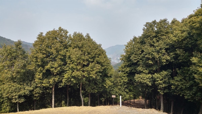 국립산림과학원 연구결과 탄소흡수능력이 탁월한 것으로 밝혀진 종가시나무 군락지. 산림청 제공