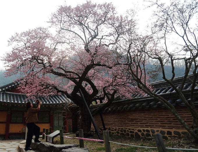 28일 전남 장성군 백양사 경내에 우리나라 4대 매화이자 호남 5매로 불리는 고불매(古佛梅)가 활짝 피어 있다. 국립공원공단 내장산국립공원백암사무소 제공=연합뉴스