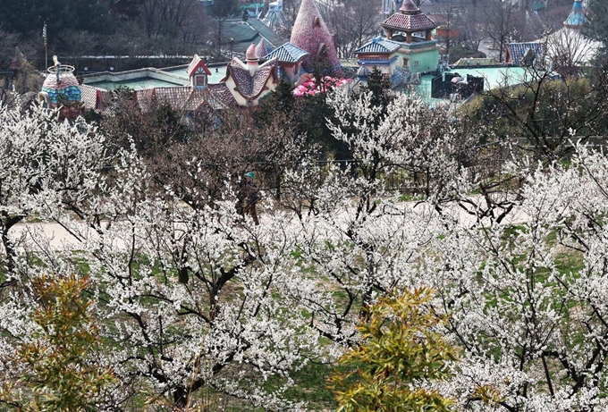 에버랜드 하늘 매화길에 전국 각지에서 공수한 매화가 피어있다. 용인=홍인기 기자