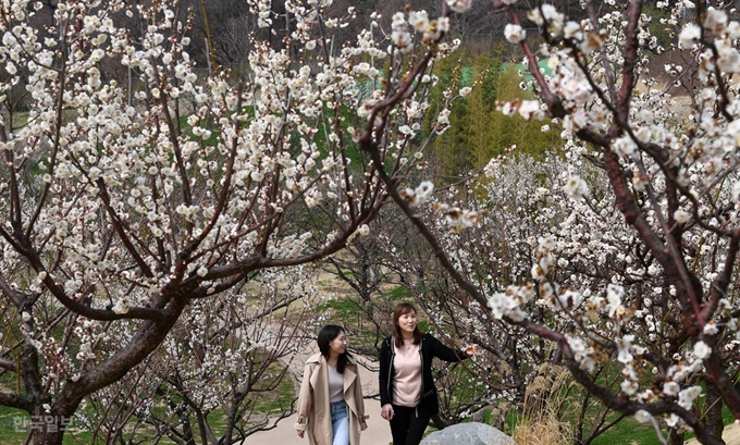 28일 경기 용인시 에버랜드 하늘 매화길에서 시민들이 봄 정취를 즐기고 있다. 용인=홍인기 기자