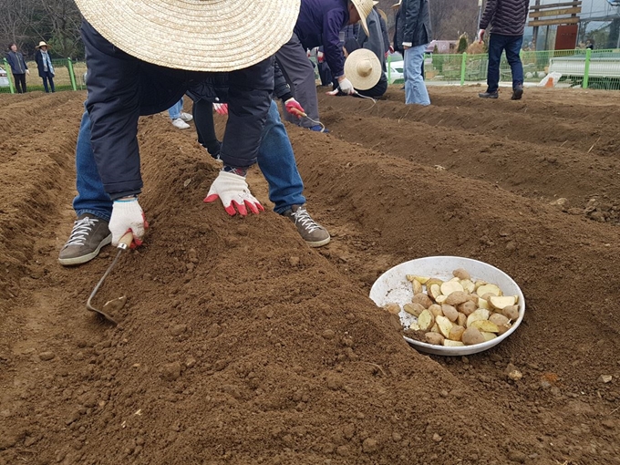 예비 도시 농부들이 삼삼오오 조를 짜 밭에 씨감자를 심고 있다. 이현주 기자