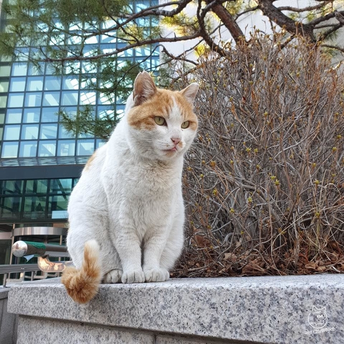 고양이 유자의 모습.고양이 추어오 페이스북