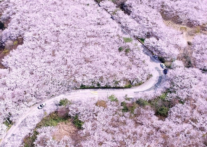 1일 부산 벚꽃 명소 중 하나인 황령산 일대에 벚꽃이 만개해 장관을 이루고 있다. 연합뉴스