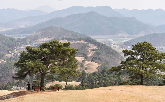 고분 중간중간에 그늘에서 쉬어갈 수 있도록 소나무를 남겨 놓았다.