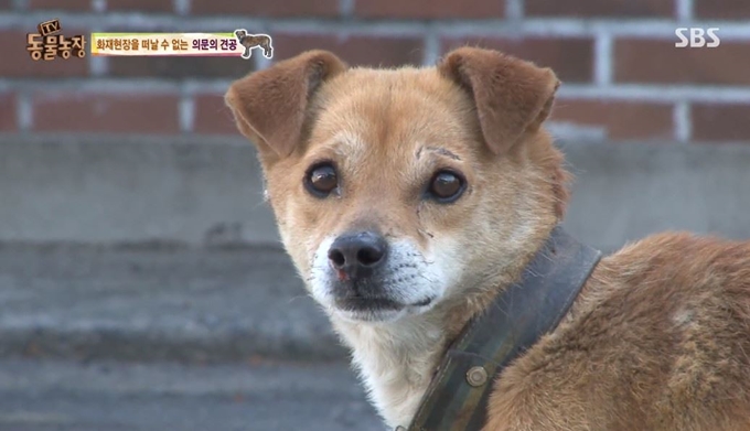 방송에 소개된 '똘이'