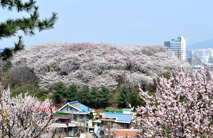 벚꽃이 만개한 대전 테미공원. 야트막한 동산 전체가 벚나무로 빼곡한 테미공원은 지역 주민의 휴식공간으로, 매년 벚꽃 개화기에는 도심 속 화원으로 시민들의 사랑을 받고 있다. 대전 중구 제공