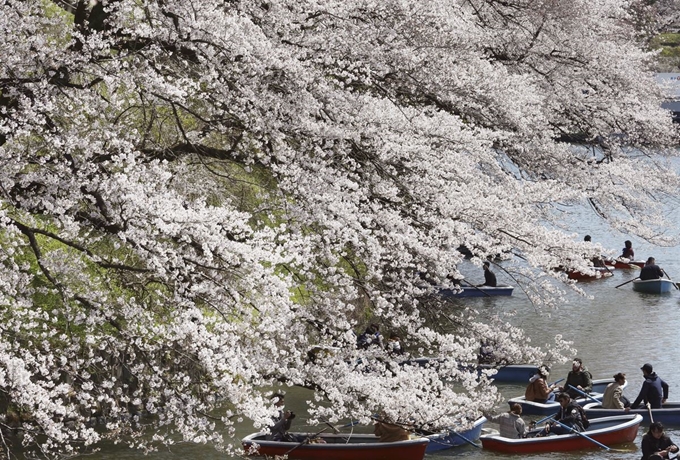 벚꽃이 활짝 핀 일본 도쿄의 치도리가후치에서 3일(현지시간) 보트를 탄 시민들이 벚꽃놀이를 하며 즐거워하고 있다. AP 연합뉴스