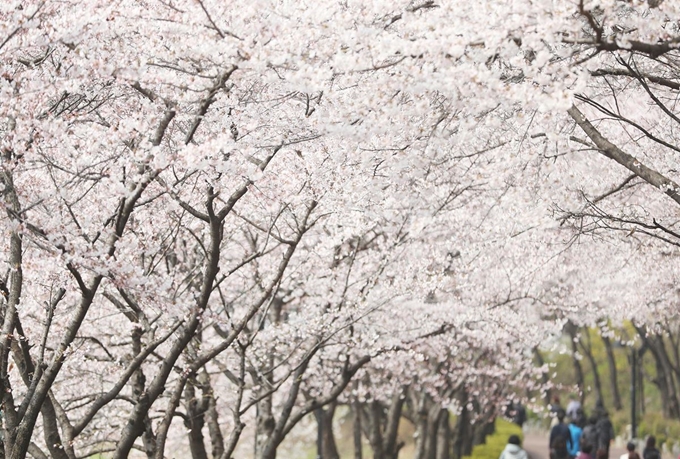 5일 벚꽃축제가 시작된 서울 송파구 석촌호수에서 시민들이 봄을 만끽하고 있다. 올해 석촌호수 벚꽃축제는 이날부터 오는 12일까지 이어진다. 연합뉴스