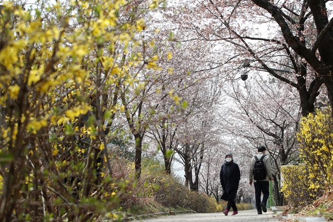 서울을 비롯한 수도권 미세먼지와 초미세먼지 농도가 모두 '나쁨' 수준을 보인 5일 서울 서초구 몽마르뜨 공원에서 마스크를 쓴 시민이 개나리와 벚꽃이 핀 산책길을 걷고 있다. 연합뉴스