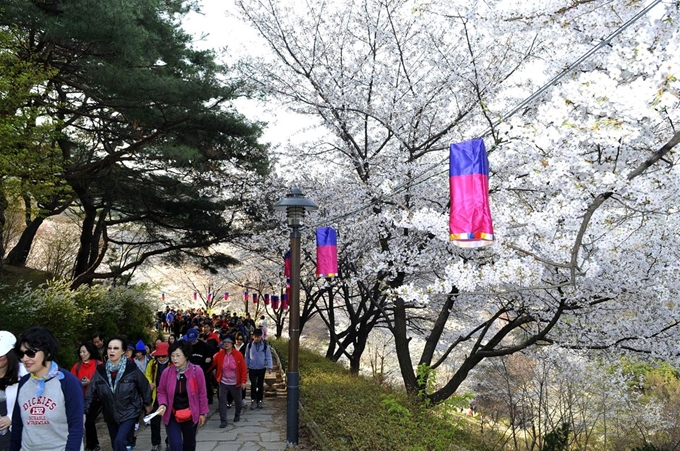 벚꽃 구경을 온 주민들이 서울 서대문구 안산 자락길을 따라 걷고 있다. 서대문구 제공