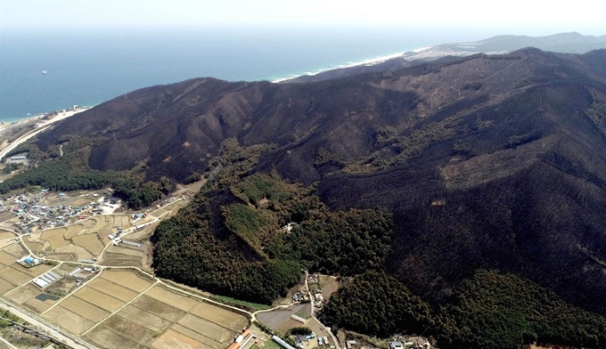 폐허로 변해버린 산림강원 고성 속초 산불 발생 나흘째인 7일 강릉시 옥계면 일대의 산림이 불에 타 폐허로 변해 있다. 강릉=서재훈 기자