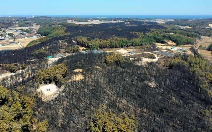 강원 고성 속초 산불 발생 나흘째인 7일 강원도 속초 장천마을 일대의 산림이 불에 타 폐허로 변해 있다. 속초=서재훈 기자 spring@hankookilbo.com