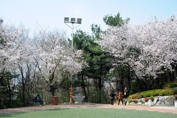 오는 13일 성남 벚꽃길 8경 중 하나인 수진공원 일대 벌터산 축제가 열린다. 성남시 제공