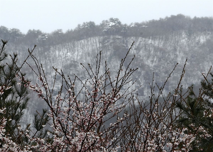 10일 강원 강릉시 성산면에서 벚꽃이 핀 가운데 대관령 방향 산봉우리에 밤사이 내린 눈이 하얗게 덮여 있다. 강릉=홍인기 기자