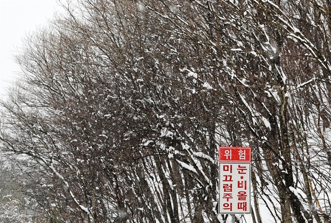 강원 평창군 진부면에 오대산 부근에 눈이 내려 나뭇가지에 눈꽃이 폈다. 평창=홍인기 기자