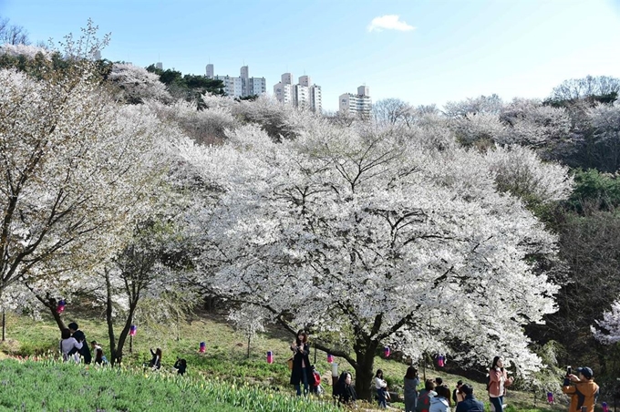 안산 자락길에 군락을 이룬 벚꽃. 서대문구청 제공