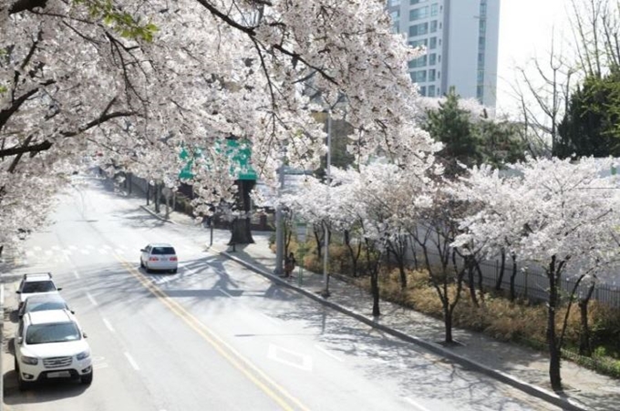 당인리 발전소 벚꽃길. 마포구 제공