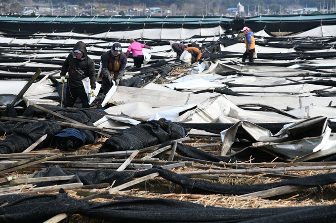 경북 영주 순흥에 9,10일 내린 폭설로 인삼밭의 해가림시설이 무너져 농민들이 복구하고 있다. 영주시 제공